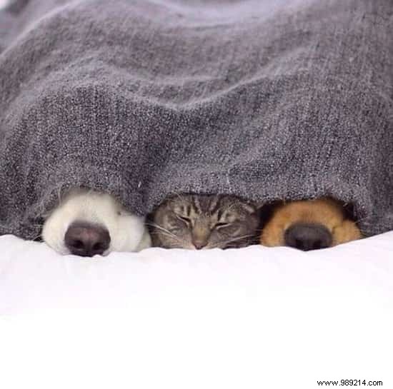 Golden Retriever Watson Eases His Anxious Siblings  Fears with Endless Love