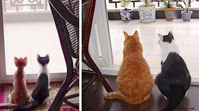 39 Heartwarming Before-and-After Cat Photos: Transformations Powered by Love and Care