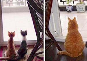 39 Heartwarming Before-and-After Cat Photos: Transformations Powered by Love and Care