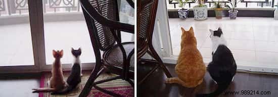 39 Heartwarming Before-and-After Cat Photos: Transformations Powered by Love and Care
