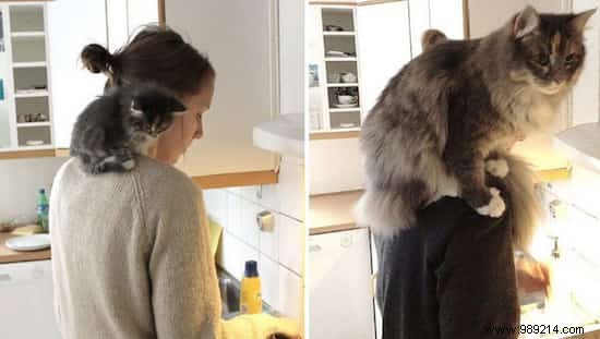 39 Heartwarming Before-and-After Cat Photos: Transformations Powered by Love and Care