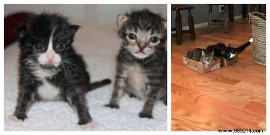 39 Heartwarming Before-and-After Cat Photos: Transformations Powered by Love and Care