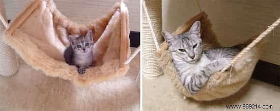 39 Heartwarming Before-and-After Cat Photos: Transformations Powered by Love and Care