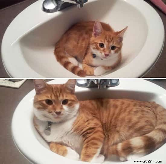 39 Heartwarming Before-and-After Cat Photos: Transformations Powered by Love and Care