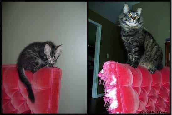 39 Heartwarming Before-and-After Cat Photos: Transformations Powered by Love and Care