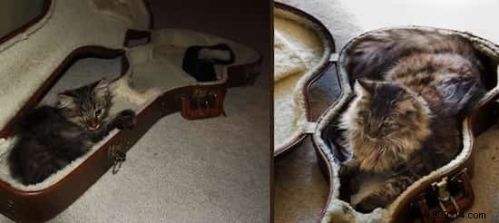 39 Heartwarming Before-and-After Cat Photos: Transformations Powered by Love and Care