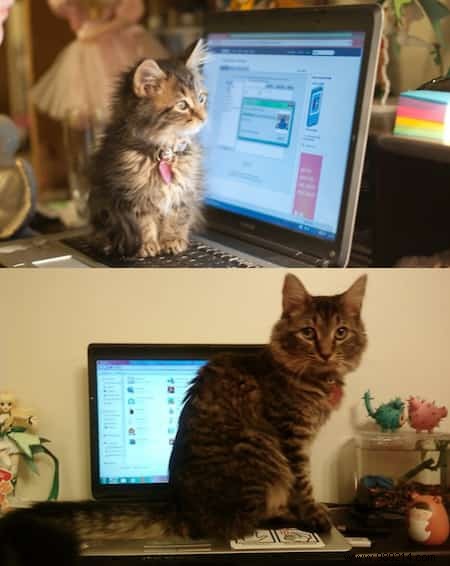 39 Heartwarming Before-and-After Cat Photos: Transformations Powered by Love and Care