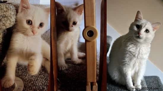 39 Heartwarming Before-and-After Cat Photos: Transformations Powered by Love and Care