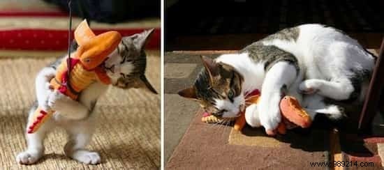 39 Heartwarming Before-and-After Cat Photos: Transformations Powered by Love and Care