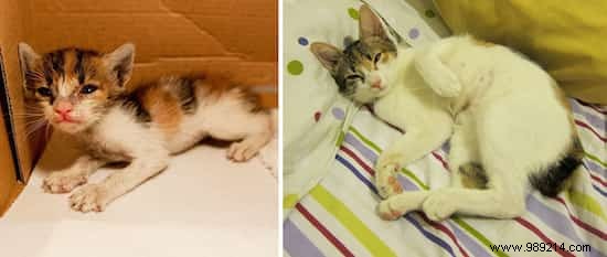 39 Heartwarming Before-and-After Cat Photos: Transformations Powered by Love and Care