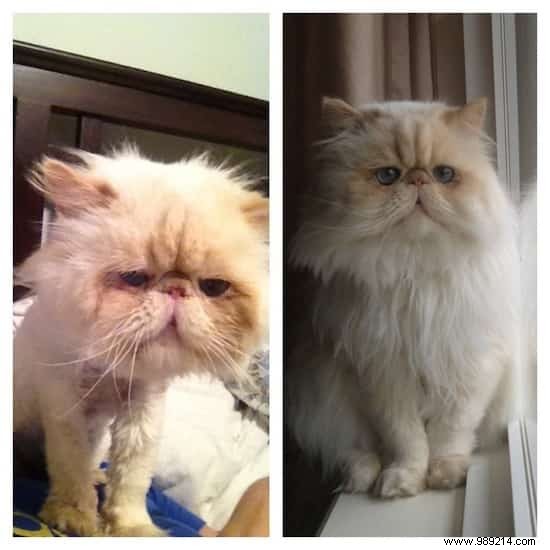 39 Heartwarming Before-and-After Cat Photos: Transformations Powered by Love and Care