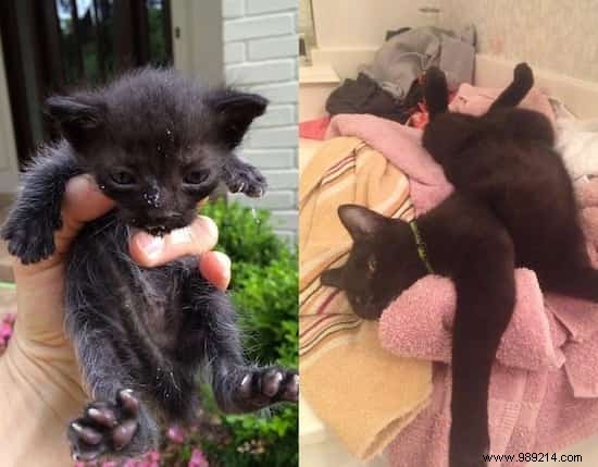 39 Heartwarming Before-and-After Cat Photos: Transformations Powered by Love and Care