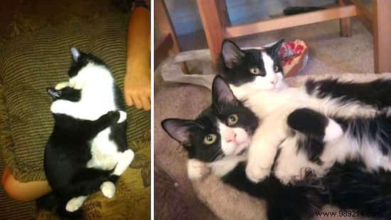 39 Heartwarming Before-and-After Cat Photos: Transformations Powered by Love and Care