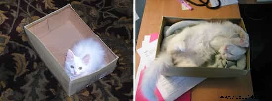 39 Heartwarming Before-and-After Cat Photos: Transformations Powered by Love and Care