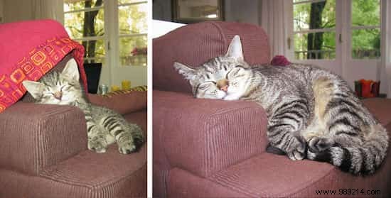39 Heartwarming Before-and-After Cat Photos: Transformations Powered by Love and Care