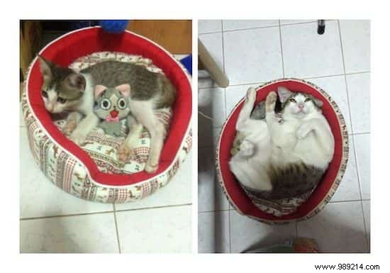 39 Heartwarming Before-and-After Cat Photos: Transformations Powered by Love and Care