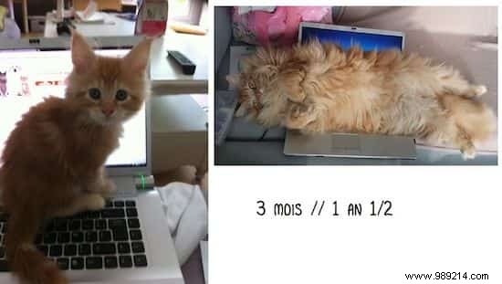 39 Heartwarming Before-and-After Cat Photos: Transformations Powered by Love and Care