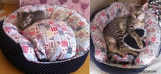 39 Heartwarming Before-and-After Cat Photos: Transformations Powered by Love and Care