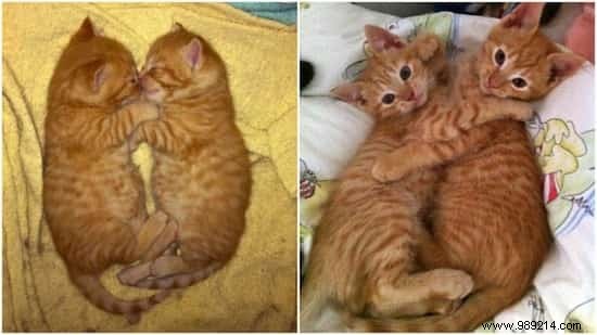 39 Heartwarming Before-and-After Cat Photos: Transformations Powered by Love and Care