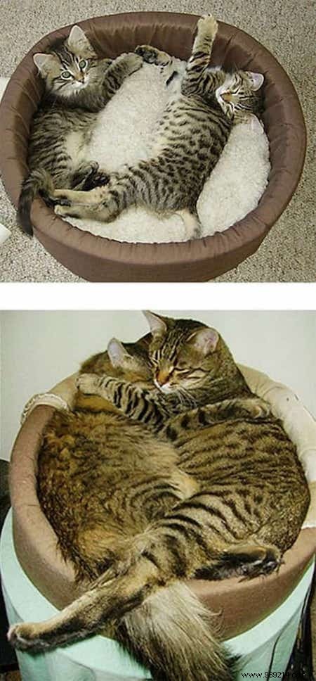 39 Heartwarming Before-and-After Cat Photos: Transformations Powered by Love and Care