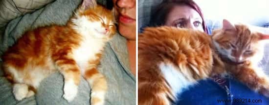 39 Heartwarming Before-and-After Cat Photos: Transformations Powered by Love and Care
