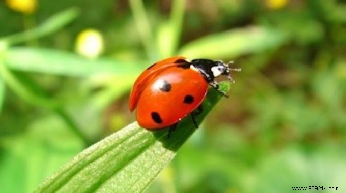 9 Beneficial Animals That Naturally Protect Your Vegetable Garden from Pests