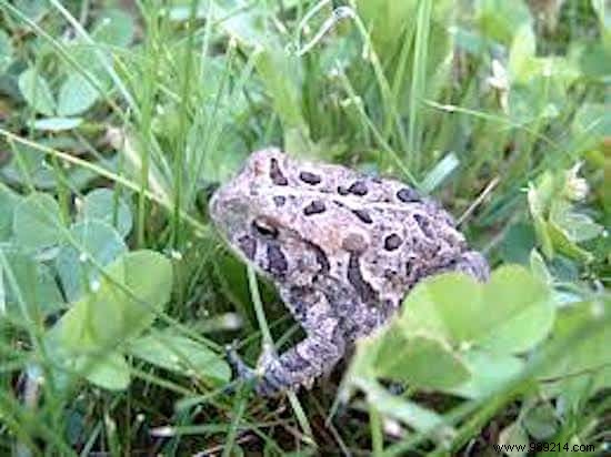 9 Beneficial Animals That Naturally Protect Your Vegetable Garden from Pests