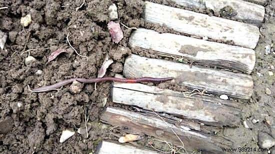 9 Beneficial Animals That Naturally Protect Your Vegetable Garden from Pests