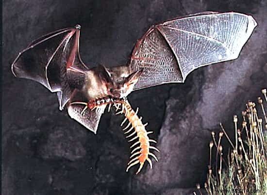 9 Beneficial Animals That Naturally Protect Your Vegetable Garden from Pests