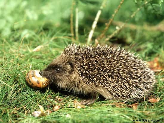 9 Beneficial Animals That Naturally Protect Your Vegetable Garden from Pests