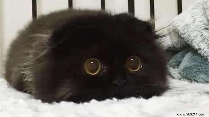 Meet Gimo: The Scottish Fold Cat with Mesmerizingly Huge Eyes