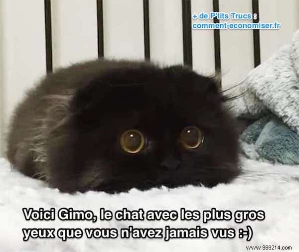 Meet Gimo: The Scottish Fold Cat with Mesmerizingly Huge Eyes