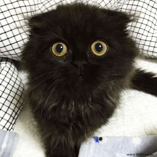 Meet Gimo: The Scottish Fold Cat with Mesmerizingly Huge Eyes