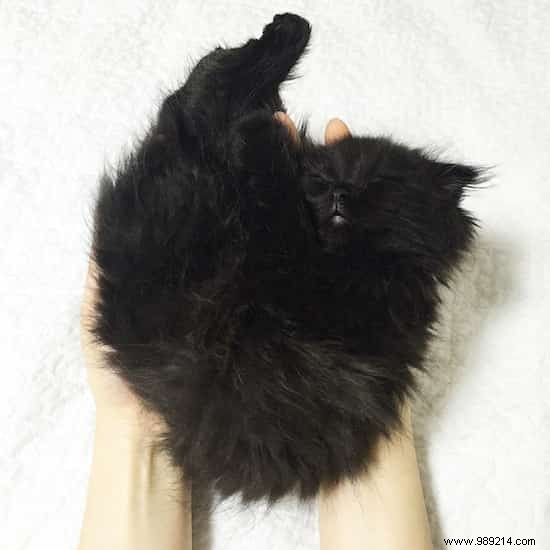 Meet Gimo: The Scottish Fold Cat with Mesmerizingly Huge Eyes