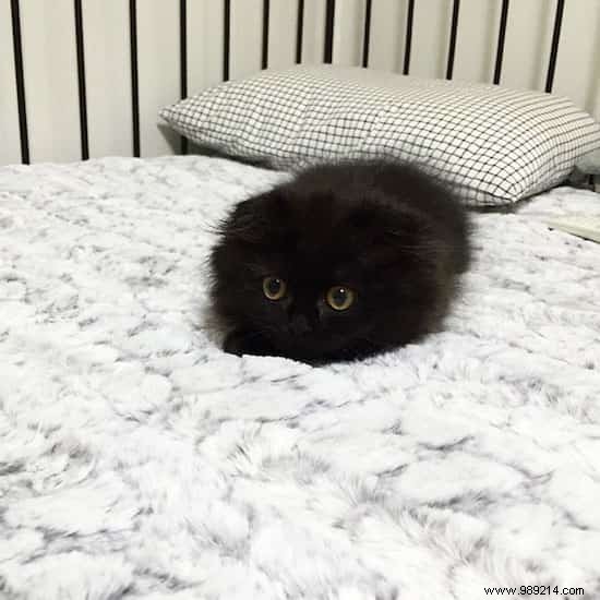 Meet Gimo: The Scottish Fold Cat with Mesmerizingly Huge Eyes