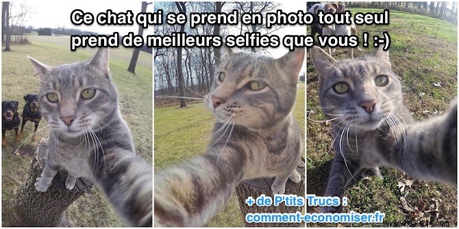 Meet Manny: The Clever Cat Who Masters GoPro Selfies