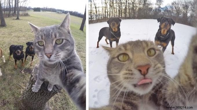 Meet Manny: The Clever Cat Who Masters GoPro Selfies
