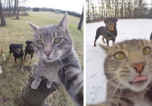 Meet Manny: The Clever Cat Who Masters GoPro Selfies