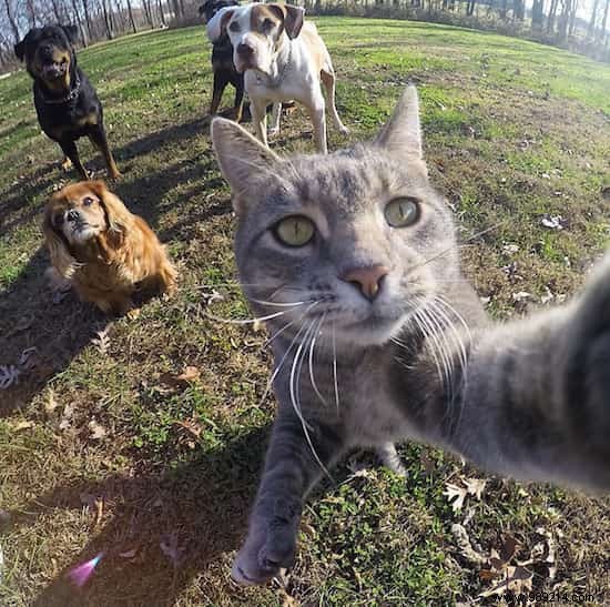 Meet Manny: The Clever Cat Who Masters GoPro Selfies