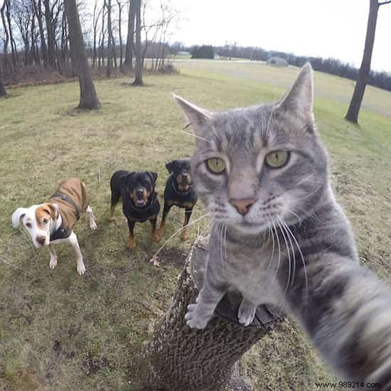 Meet Manny: The Clever Cat Who Masters GoPro Selfies
