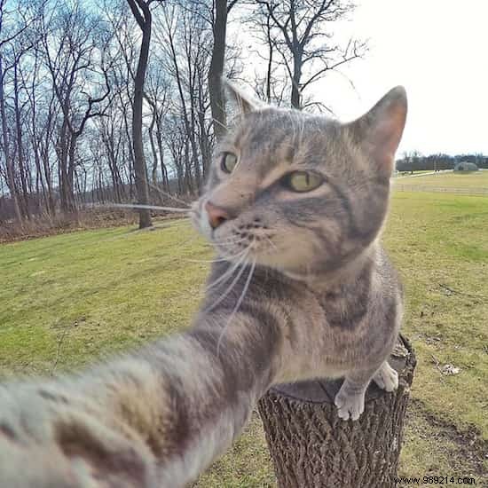 Meet Manny: The Clever Cat Who Masters GoPro Selfies