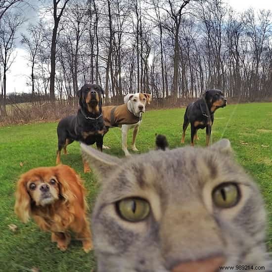 Meet Manny: The Clever Cat Who Masters GoPro Selfies