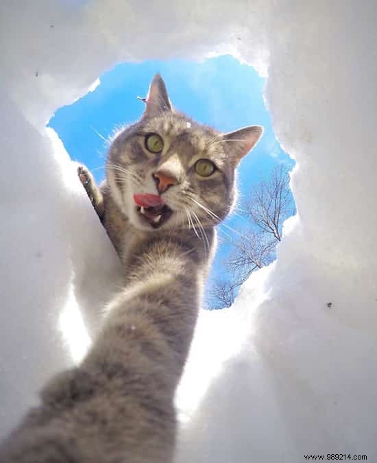 Meet Manny: The Clever Cat Who Masters GoPro Selfies