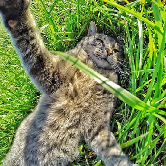 Meet Manny: The Clever Cat Who Masters GoPro Selfies