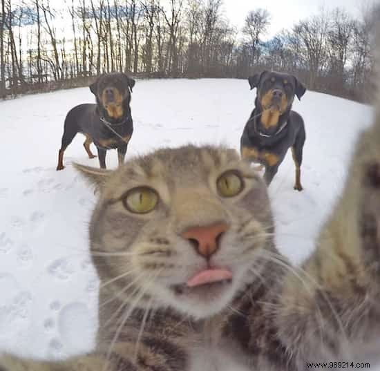 Meet Manny: The Clever Cat Who Masters GoPro Selfies