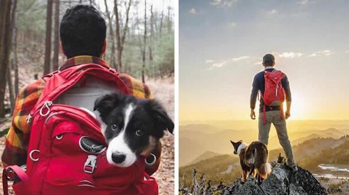 20 Heartwarming Photos Proving Camping with Your Dog is Unforgettable