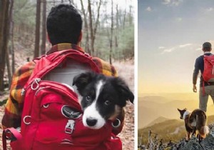 20 Heartwarming Photos Proving Camping with Your Dog is Unforgettable