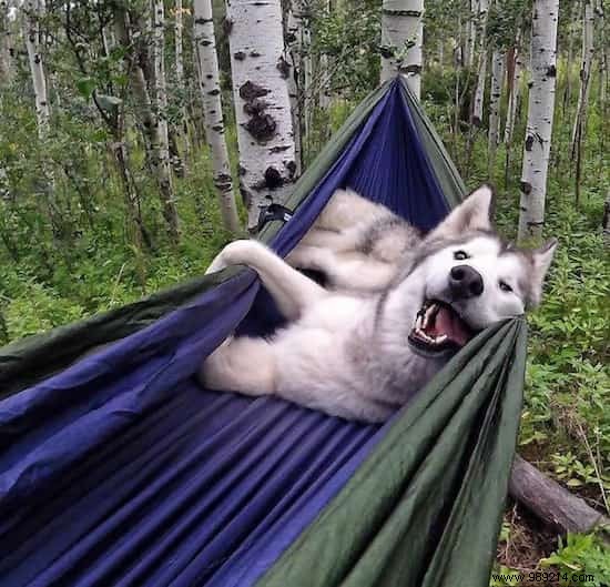20 Heartwarming Photos Proving Camping with Your Dog is Unforgettable