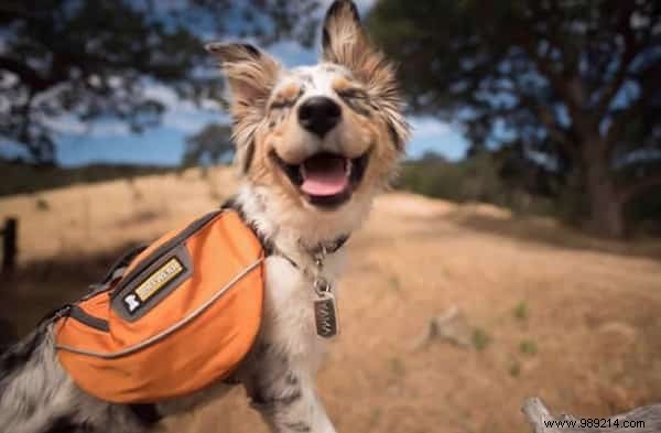 20 Heartwarming Photos Proving Camping with Your Dog is Unforgettable