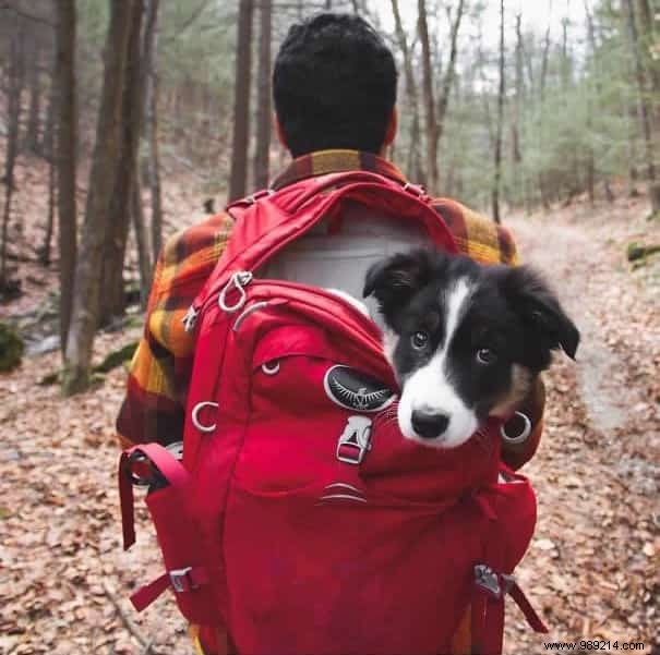 20 Heartwarming Photos Proving Camping with Your Dog is Unforgettable